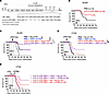 Immune-sensitized Δ10 3′-UTR ZIKV is effective alone or in combination with