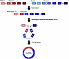 Fusion circular RNAs derived from chromosomal translocations.