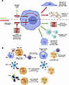 LILRB3- and LILRB4-mediated regulation of myeloid cells and their therapeut