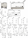 Kallikrein 5 overexpression in the epidermis results in pDC-derived overexp