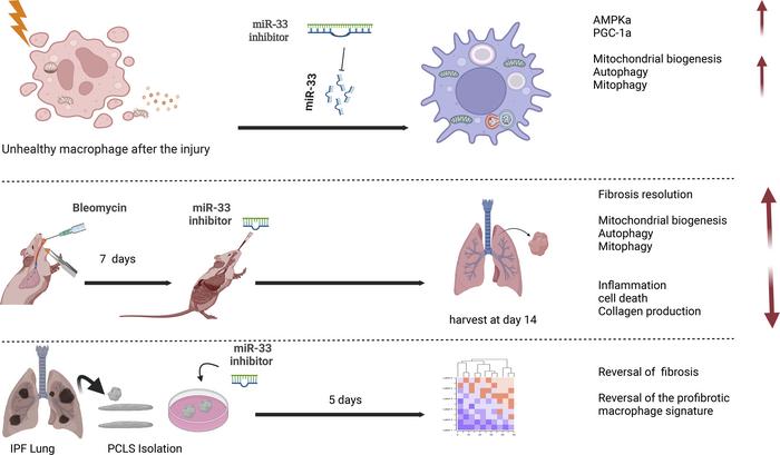 graphical abstract