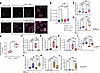 The absence of miR-33 in macrophages induces mitophagy in response to injur