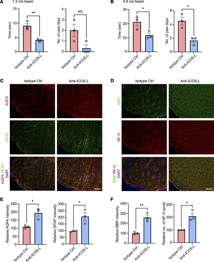 Tfh cell depletion ameliorates NMOSD disease activity.
Beginning at day ...