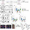 images of <span class='search_term_highlight'>DAn</span> (TH, red) expre...