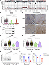 Genomic PRKCQ amplification contributes to the constitutive activation of T