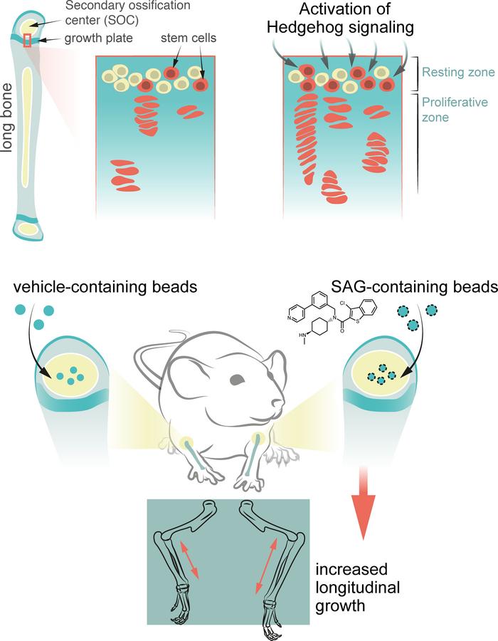 graphical abstract