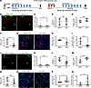 The effects of treatment with SAG, a pharmacological activator of Hh signal