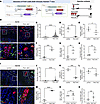 The age-independent effect of genetic activation of Hh pathway on epSSCs.