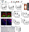 Implantation of SAG-containing beads into the SOC of Wistar-Kyoto rats incr