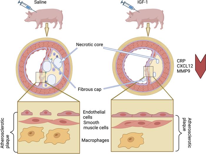 graphical abstract