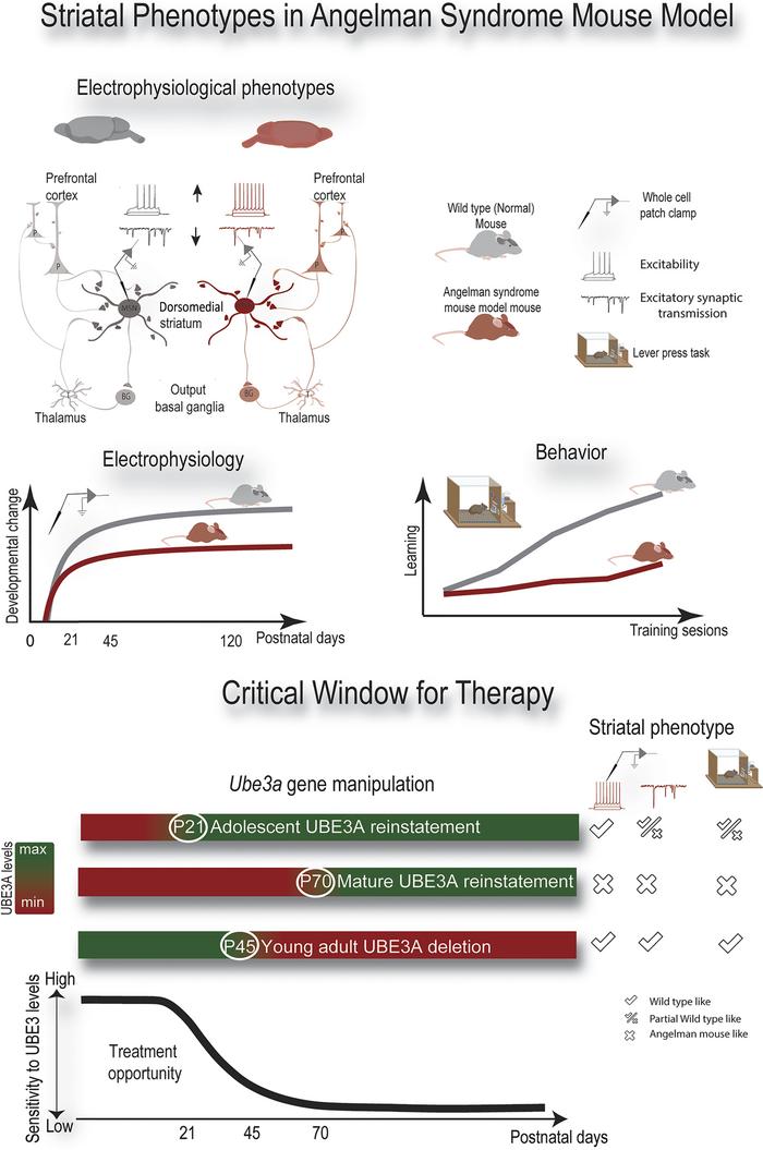 graphical abstract