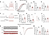 Absence of UBE3A generates increased firing rates and decreased excitatory