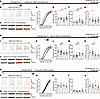 A critical window for rescuing the striatal electrophysiological deficits.