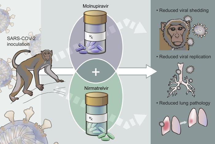 graphical abstract