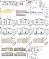 SETD1A promotes HCC stemness in vitro and in vivo.