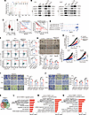 SETD1A cooperates with PABPC1 to promote HCC stemness and progression.