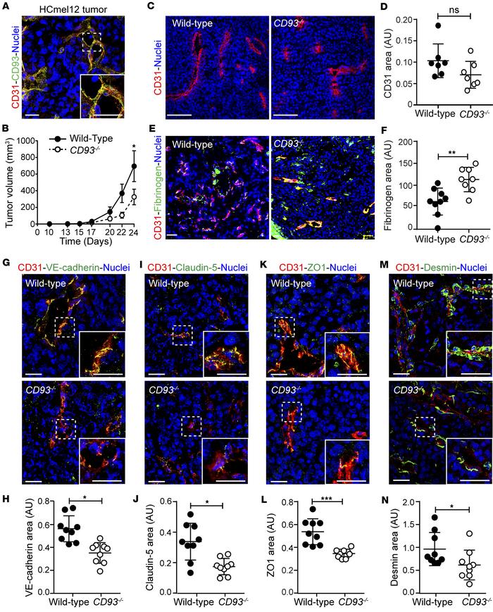 CD93 deficiency impairs subcutaneous HCmel12 melanoma growth and tumor v...