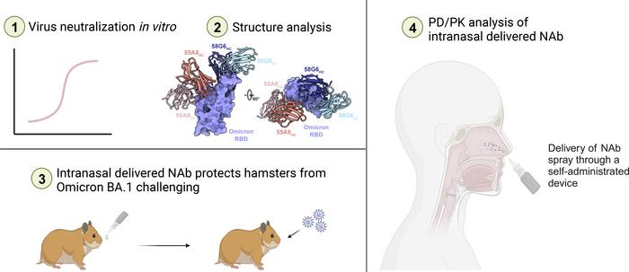 graphical abstract