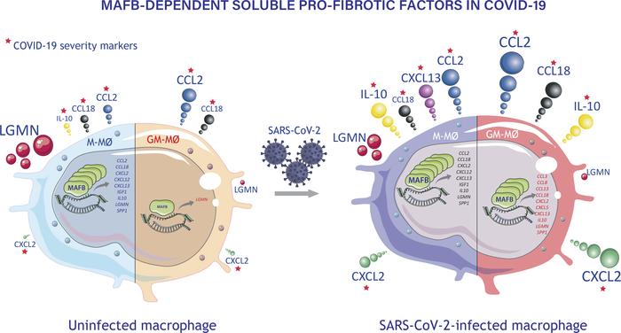 graphical abstract