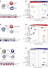 Overexpression of MAFB-dependent genes in the transcriptome of pathogenic p