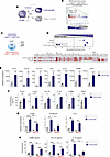 GSK3β inhibition upregulates MAFB-dependent genes and the expression of the