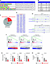 Identification of MAFB-binding elements in antiinflammatory M-MØ.