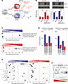 MAFB silencing drastically modifies the response of human macrophages to SA