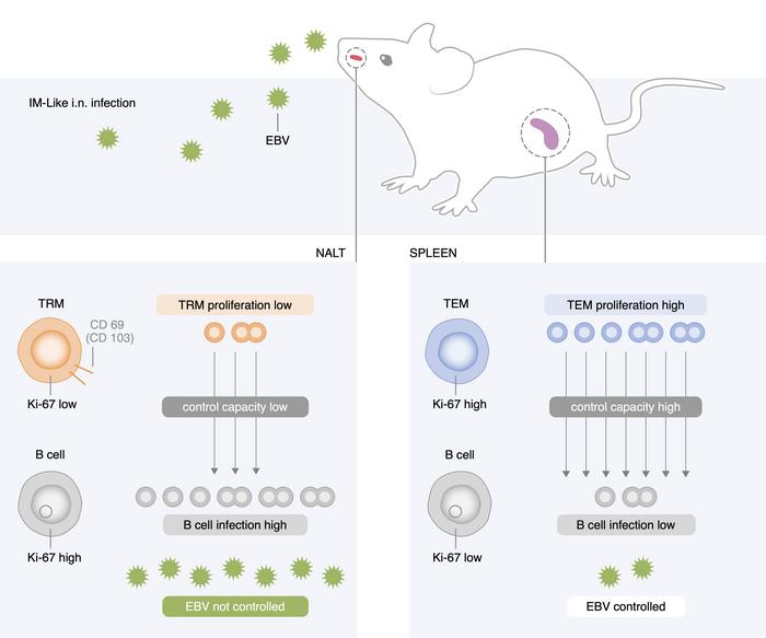 graphical abstract