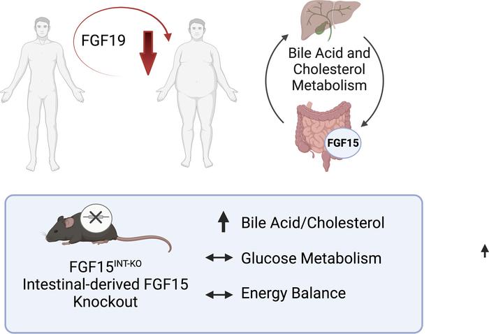 graphical abstract