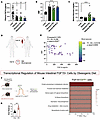 Circulating FGF19 levels decrease in human participants with obesity and co