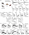 Intestine-derived FGF15 is not required for energy balance and glucose meta