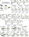 Intestine-derived FGF15 is not required for energy balance and glucose meta