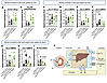 Intestinal FGF15 regulates enterohepatic bile acid metabolism.