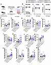 Intestinal FGF15’s regulation of circulating bile acid levels is not FXR de