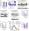 Agonistic anti-DCIR mAb provides immunosuppressive function by increasing S