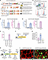 Infiltrated DCIR+ cells are evident in huDCIR-KI mice during the acute peri