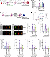 Anti-DCIR mAb promotes neutrophil clearance through ADCP and ADCC.