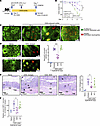 Administration of agonistic anti-DCIR mAb attenuates experimental colitis.