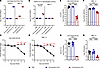 Contemporary IG products protect K18-hAE2–transgenic mice from XBB.1.5 infe