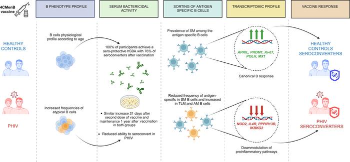 graphical abstract