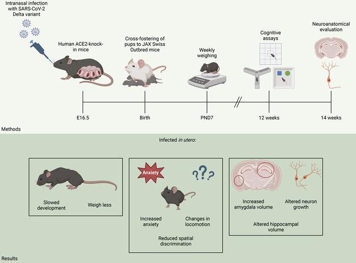 graphical abstract