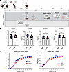 Developmental deficits are seen in mice infected in utero with SARS-CoV-2.