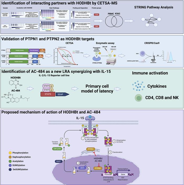 graphical abstract