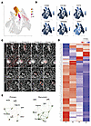 Perivascular niche macrophage cellular interactions in vessels with or with