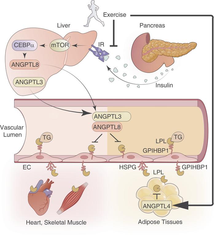 graphical abstract