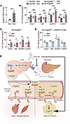 Postprandial exercise upregulation of local Angptl4 expression predominantl