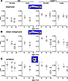 Age-related decrease in cortical thickness is greater in B6 than in CB6F1 m