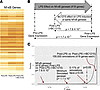 Analysis of NF-κB transcriptional modulation by LPS and antagonism by BC121