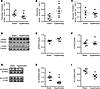 Acetylation and fatty acid β-oxidation in neonatal rabbit hearts with hyper