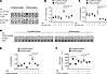 Changes in acetylation and glycolysis in H9c2 cells with or without phenyle